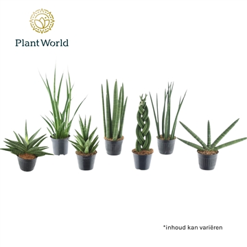 Sansevieria mix Kalahari P10,5