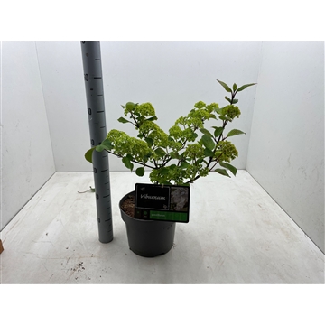 Viburnum plicatum &#39;Grandiflora&#39; C5