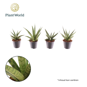 Sansevieria mix Gobi P8,5