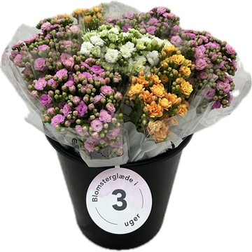Kalanchoe Gemengd 3 stelen