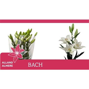 LI LA BACH