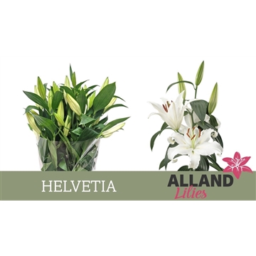 LI OT HELVETIA