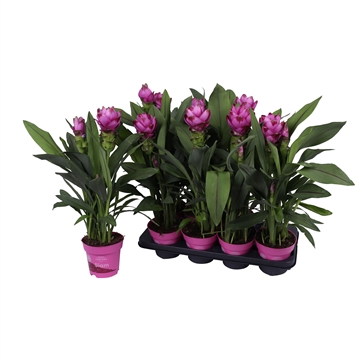 Curcuma Siam Sanna 14 cm