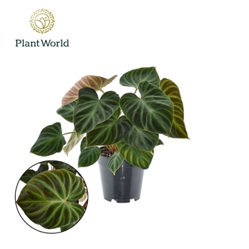 Philodendron Verrucosum &#39;Incensi&#39; P14