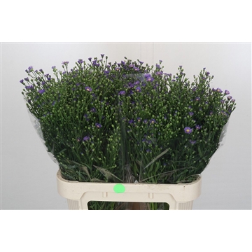 Aster Casamare