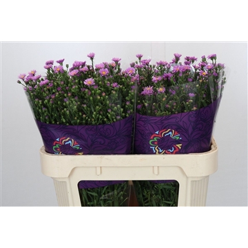 Aster Casarosa