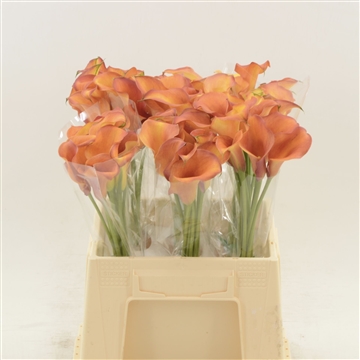 Calla Odeon