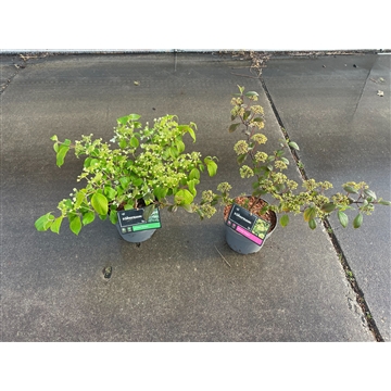 Viburnum plicatum mix