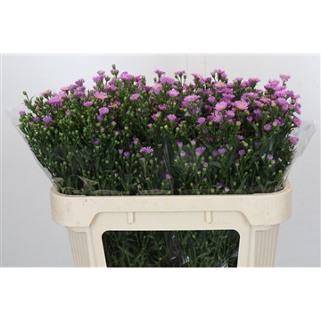 Aster Casarosa
