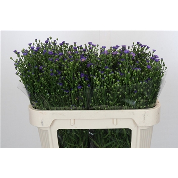 Aster Casamare