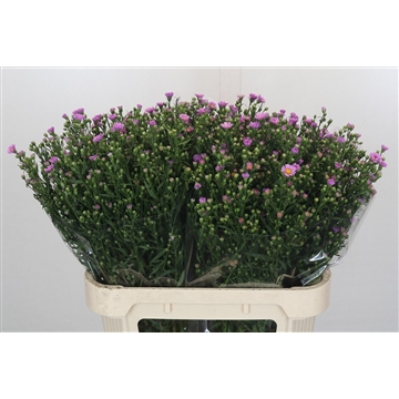 Aster Casarosa