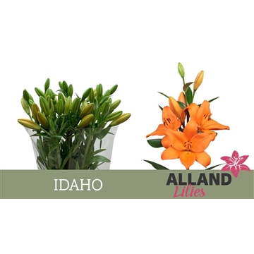 LI LA IDAHO