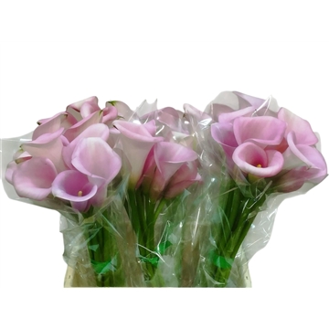 violetta40