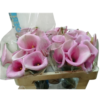 violetta50