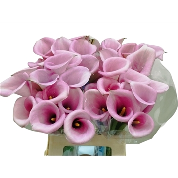 violetta65