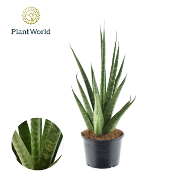 Sansevieria Inferno