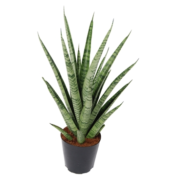 Sansevieria &#39;trifciata&#39; Pineapple