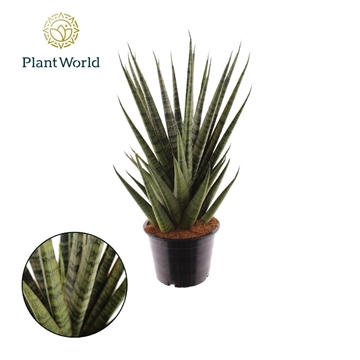 Sansevieria Sem