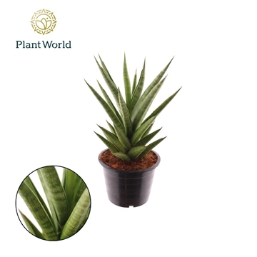 Sansevieria &#39;Starshooter&#39;