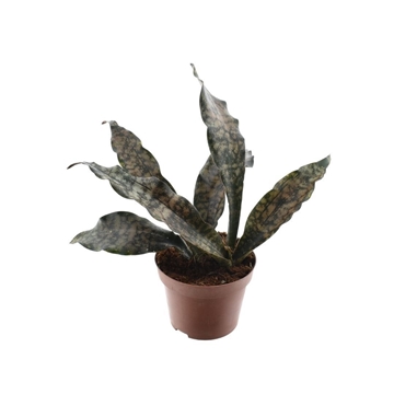 Sansevieria Copper Tone