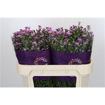 Aster Casarosa