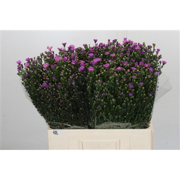 Aster Casarosa