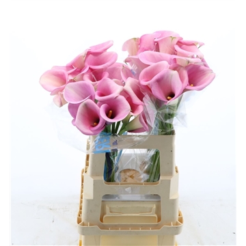 Calla Violetta