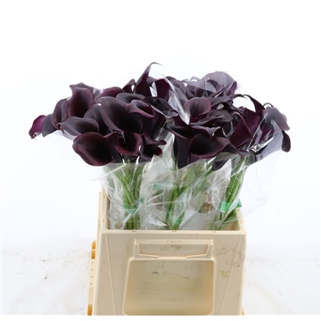 Calla Odessa
