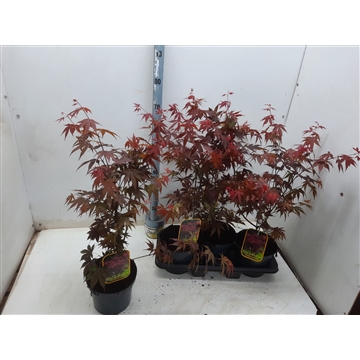 Acer palmatum Atropurpureum