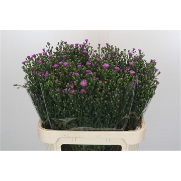 Aster Casarosa
