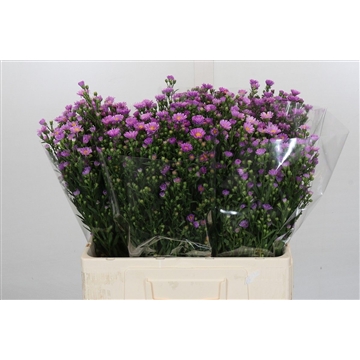 Aster Casarosa