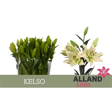 LI LA KELSO