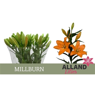 LI LA MILLBURN