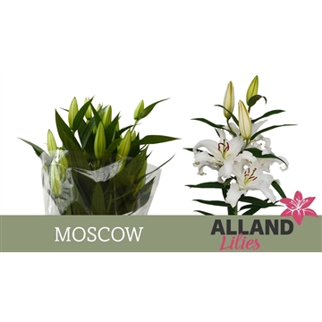 LI OT MOSCOW