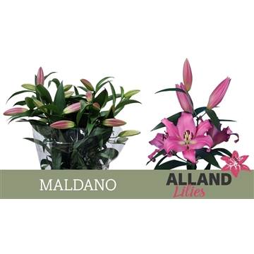 LI OT MALDANO