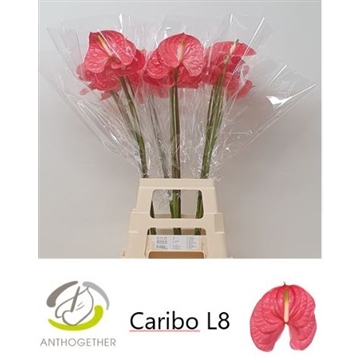 ANTH A CARIBO 20 XXL