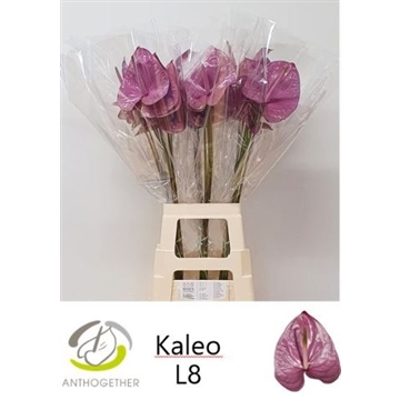 ANTH A KALEO 20 XXL