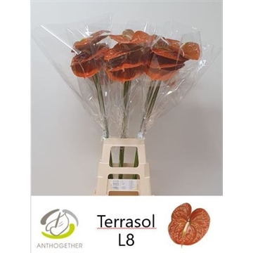 ANTH A TERRASOL 20 XXL