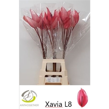 ANTH A XAVIA 20 XXL