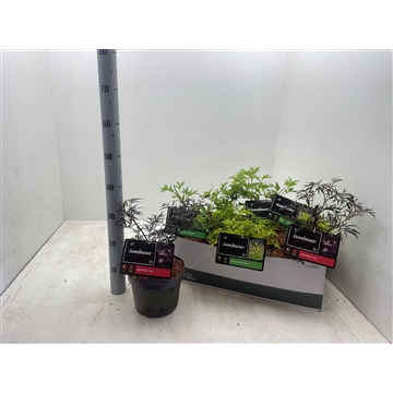 Sambucus nigra &#39;Mix&#39; C3