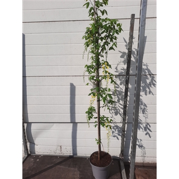 Laburnum wat. Vossii