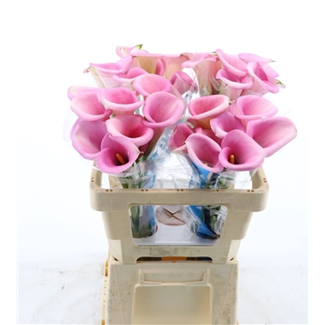 Calla Violetta