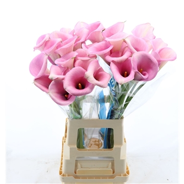 Calla Violetta