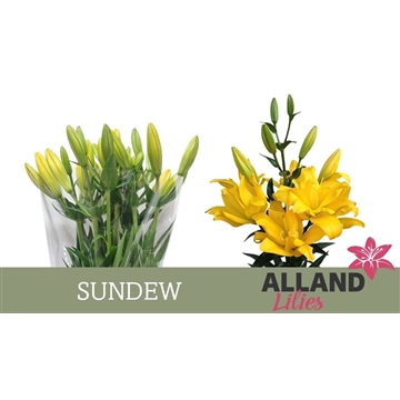 LI LA SUNDEW