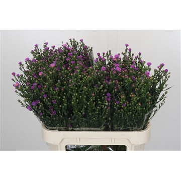 Aster Casarosa