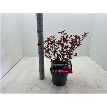 Physocarpus opulifolius &#39;Lady In Red&#39; C3