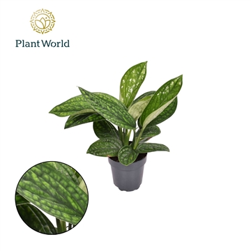 Epipremnum pinnatum &#39;Marble Planet&#39;