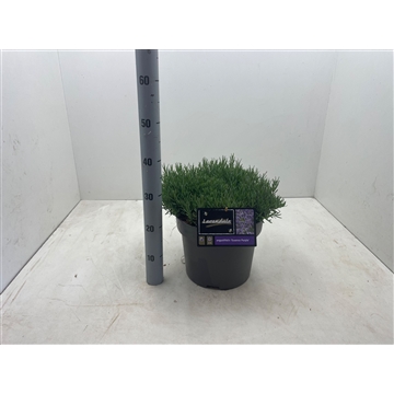 Lavandula angustifolia &#39;Essence Purple&#39; C10