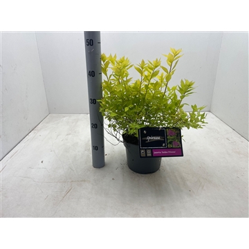 Spiraea japonica &#39;Golden Princess&#39; C3