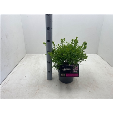 Spiraea japonica &#39;Little Princess&#39; C3